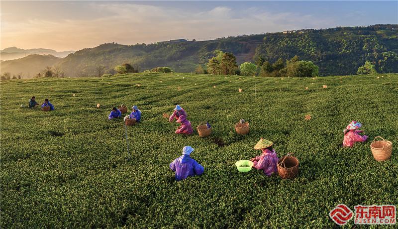 福鼎：茶香氤氲暖大地