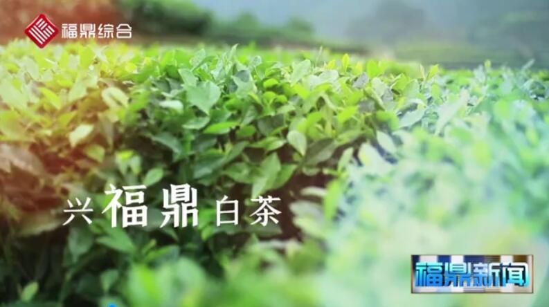 第九届福鼎白茶开茶节宣传片花