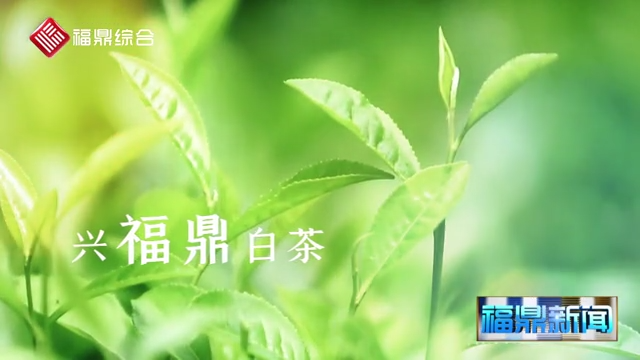 第九届福鼎白茶开茶节宣传片花