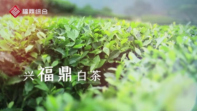 第九届福鼎白茶开茶节宣传片花