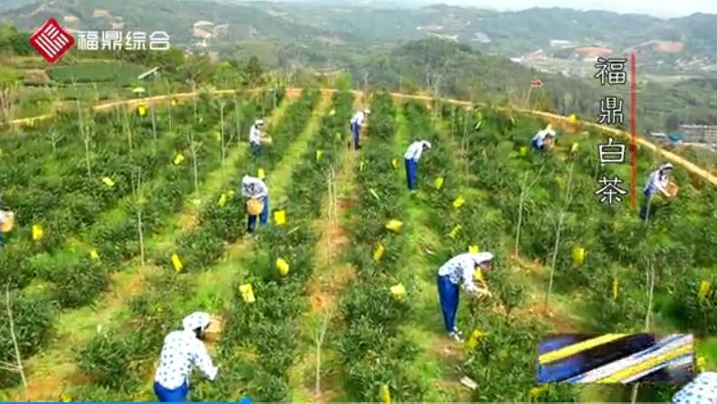 【短视频】《福鼎白茶邀你共沐春光》