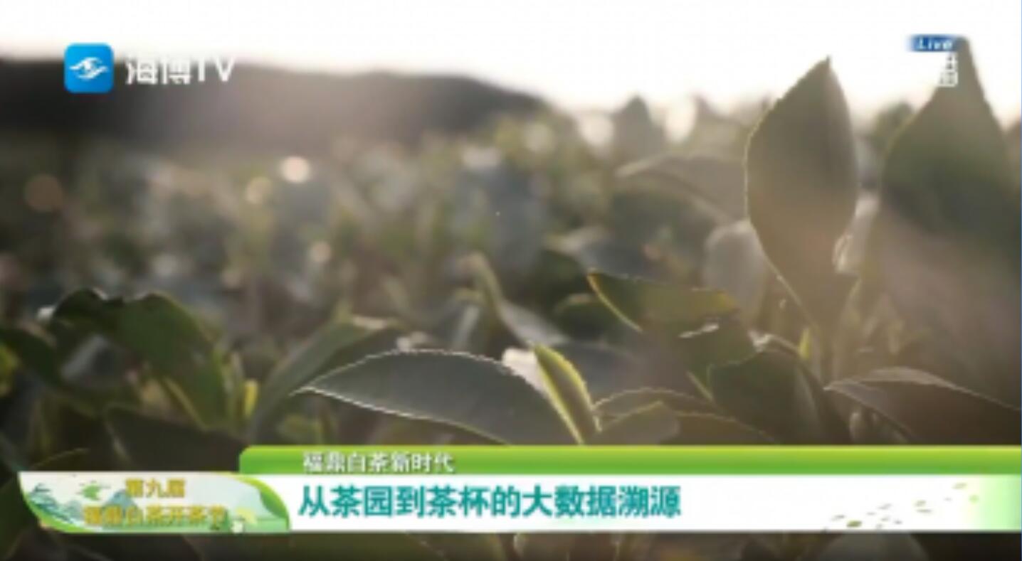 从茶园到茶杯的大数据溯源，我们为您解密