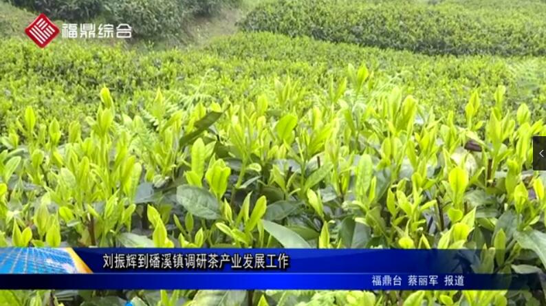刘振辉到磻溪镇调研茶产业发展