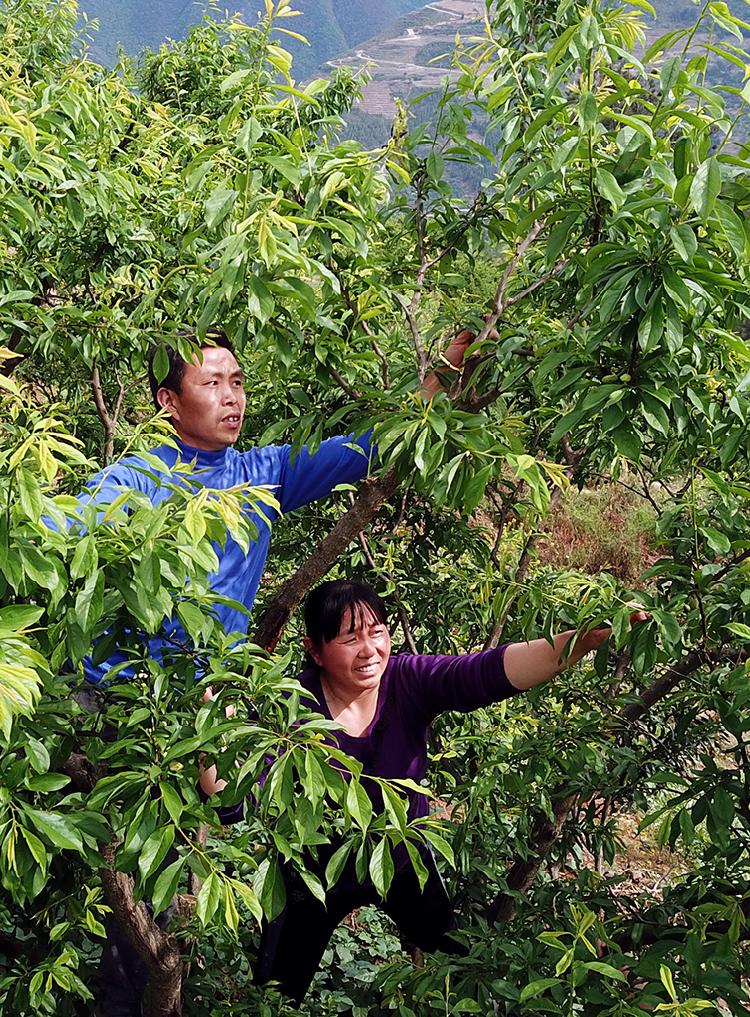 两代人的幸福树