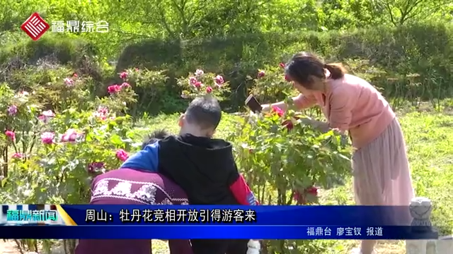 周山：牡丹花竞相开放引得游客来