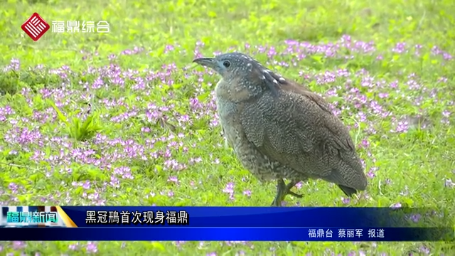 冠鳽首次现身福鼎