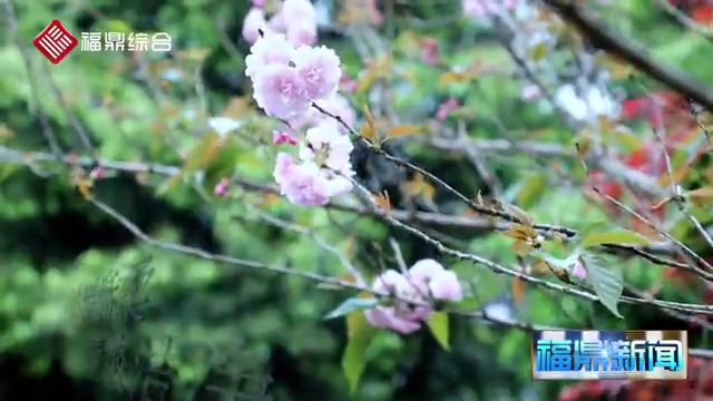 【短视频】《点头灿烂重瓣樱花》