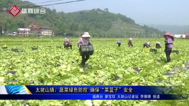 太姥山镇：蔬菜绿色防控 确保“菜篮子”安全