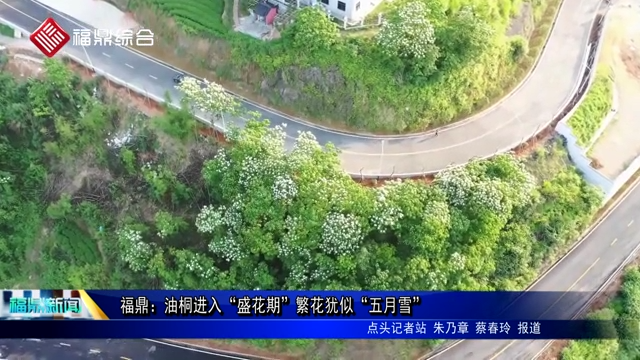 福鼎：油桐进入“盛花期” 繁花犹似“五月雪”