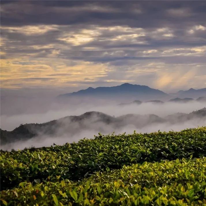 福鼎再发通告！毁林种茶，绝对不行！