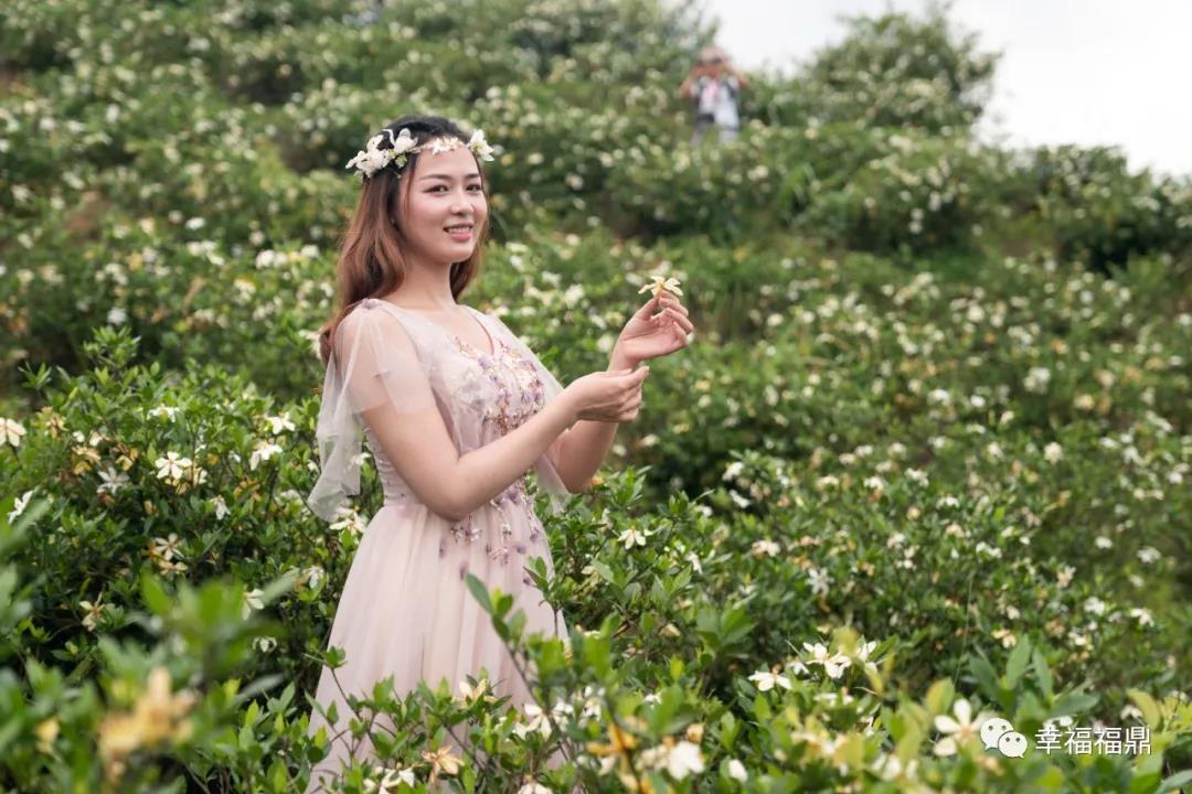 今天是福鼎市花的节日，我们在贯岭花海，花仙子也来了！