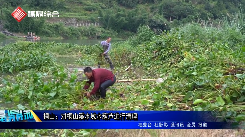 桐山：对桐山溪水域水葫芦进行清理