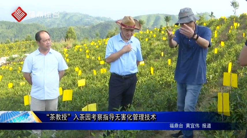 “茶教授”入茶园考察指导无害化管理技术