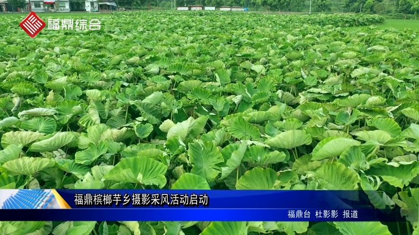 福鼎槟榔芋乡摄影采风活动启动