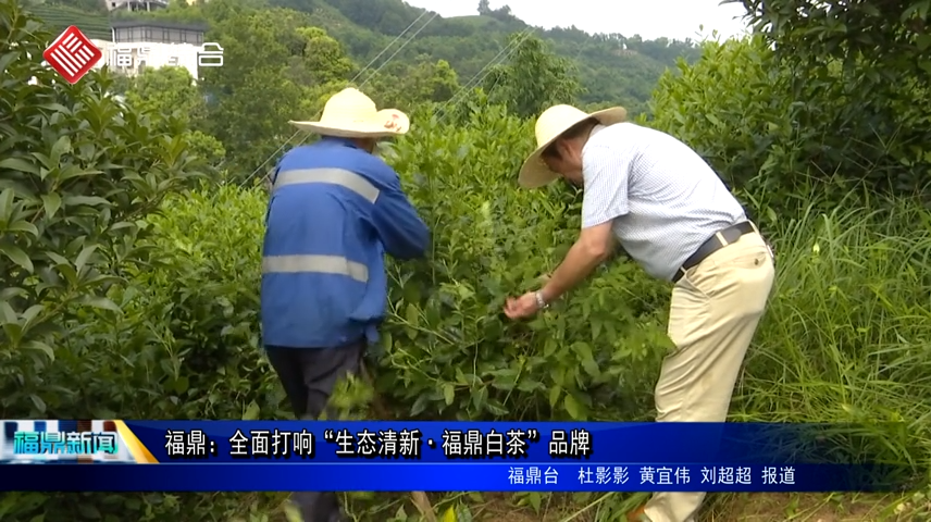 福鼎：全面打响“生态清新·福鼎白茶”品牌