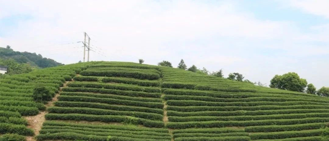 茶林共生，这样的茶园真不错！