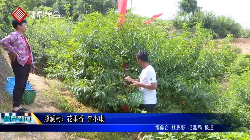 照澜村：花果香 奔小康