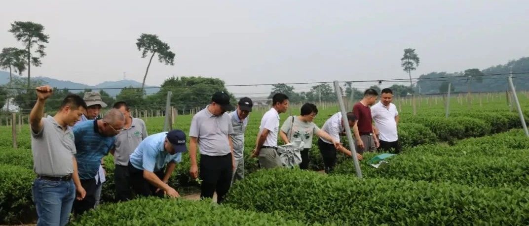 生态茶园如何建设？这次考察让福鼎白茶“胸有成竹”