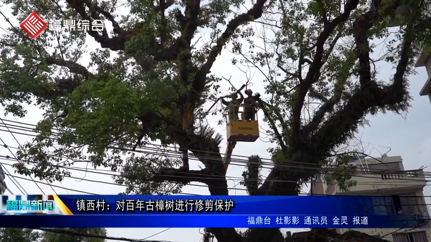 镇西村：对百年古樟树进行修剪保护