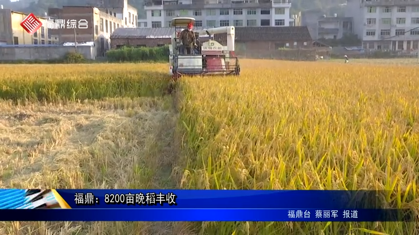 福鼎：8200亩晚稻丰收