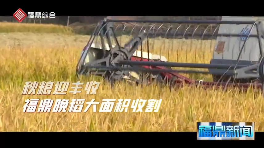 【短视频】--福鼎8200亩晚稻丰收