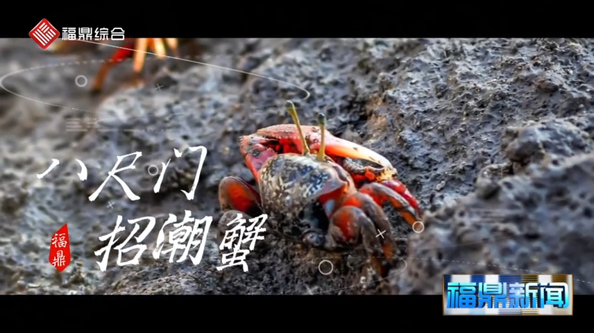 【短视频】--八尺门招潮蟹