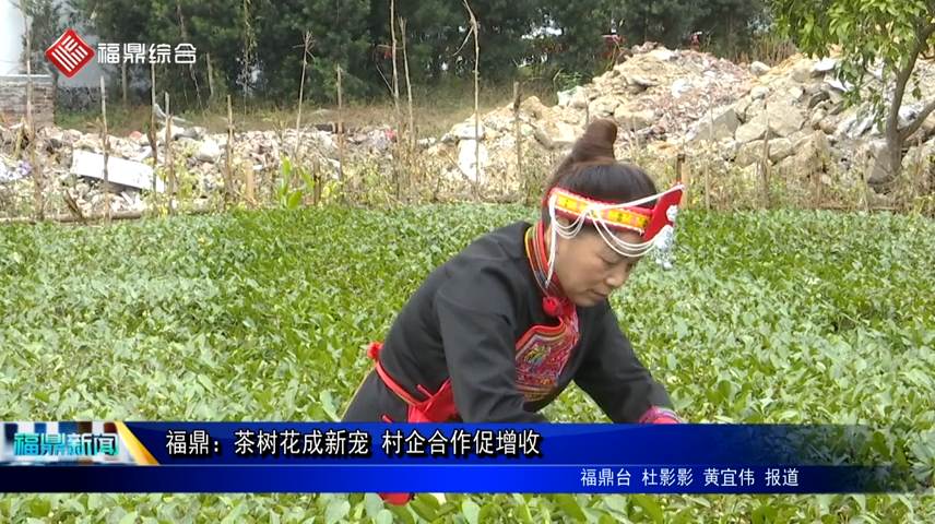 福鼎：茶树花成新宠 村企合作促增收