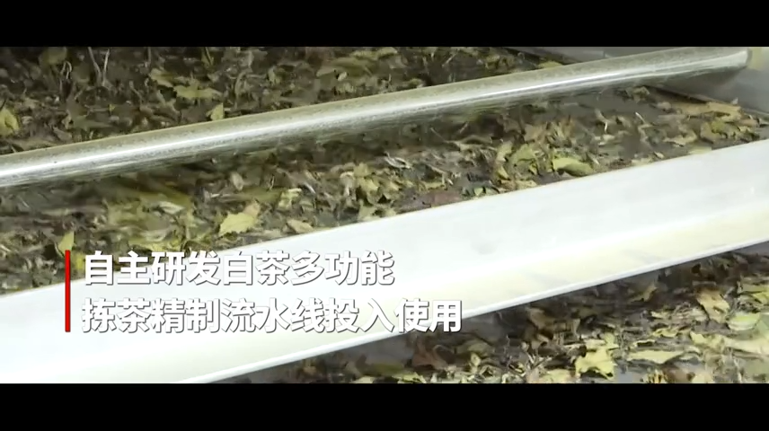 【短视频】-- 白茶多功能拣茶精制流水线投入使用