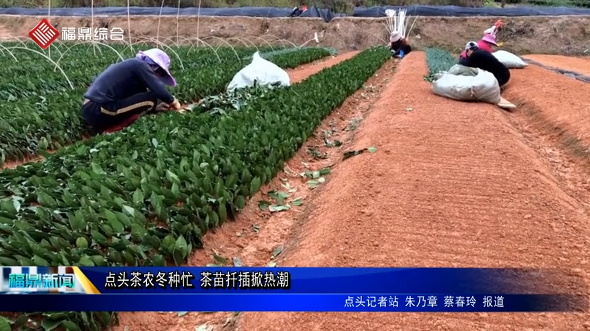 点头茶农冬种忙 茶苗扦插掀热潮