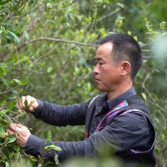 小茶叶成就草根逆袭，更托起山村脱贫致富梦