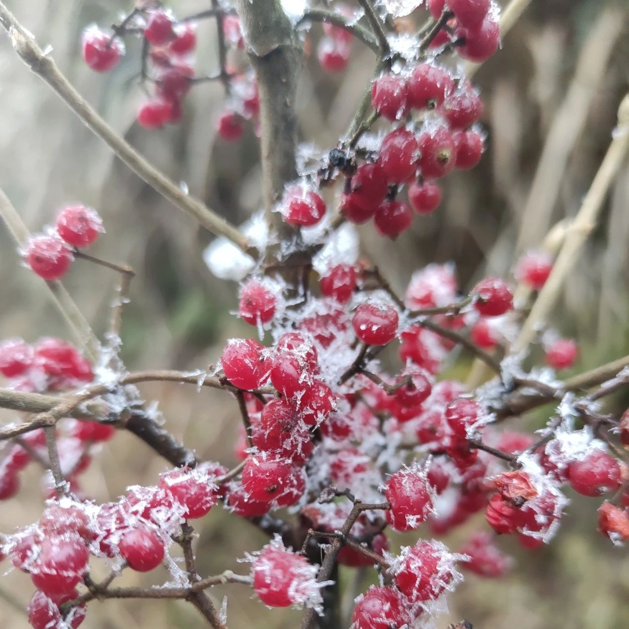 在？福鼎终于下雪！进来看雪~