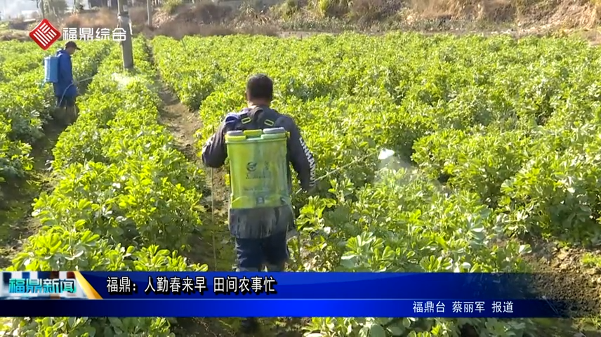 福鼎：人勤春来早 田间农事忙