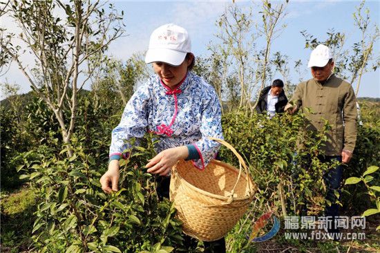 茶乡点头春茶开园采摘 茶农采摘新年第一茬香茗