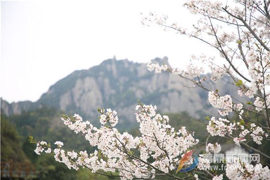 樱花绽开春意浓 太姥踏春正当时