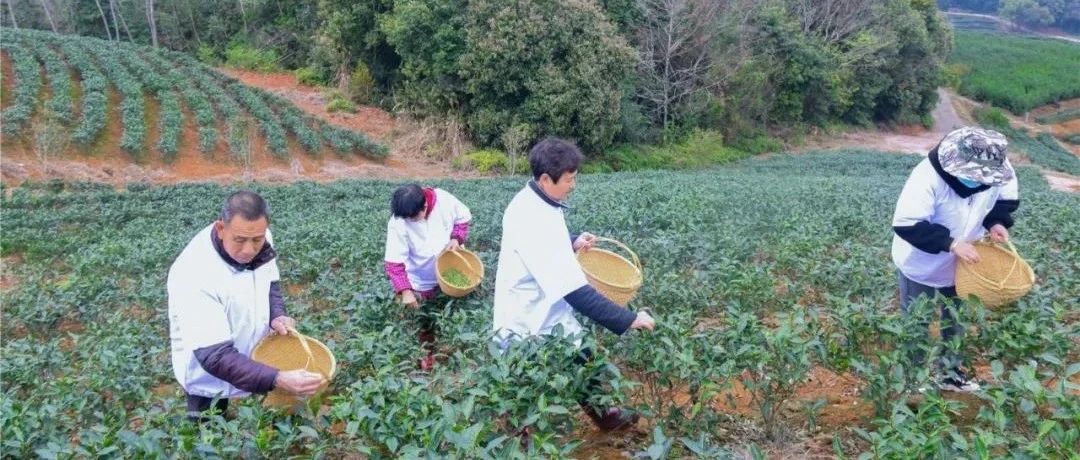 “荒山”变“金山”，这儿的土地“活”了起来……