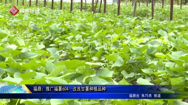 福鼎：推广福薯604  改良甘薯种植品种