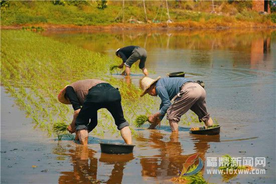 福鼎：早稻插秧早 农户“幸福”忙