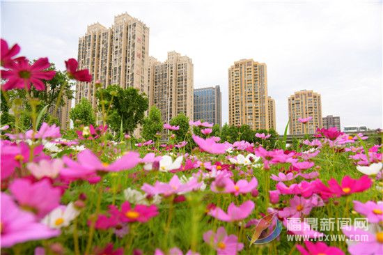 玉塘花海：绽放幸福夏天