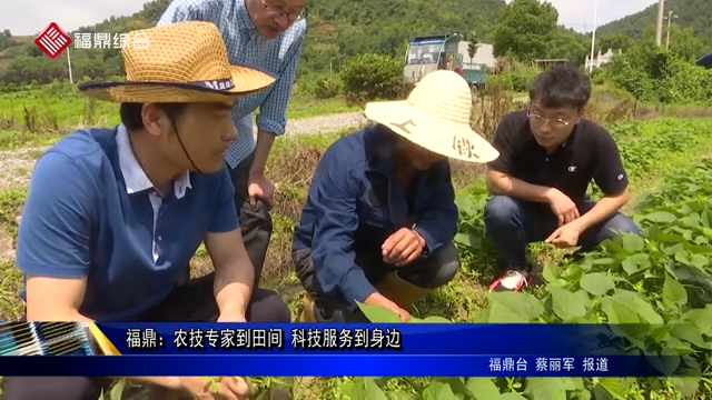 福鼎：农技专家到田间   科技服务到身边