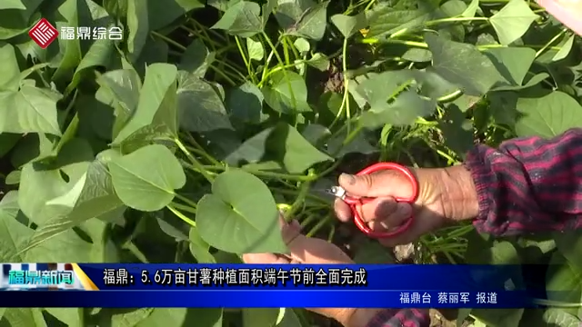 福鼎：5.6万亩甘薯种植面积端午节前全面完成