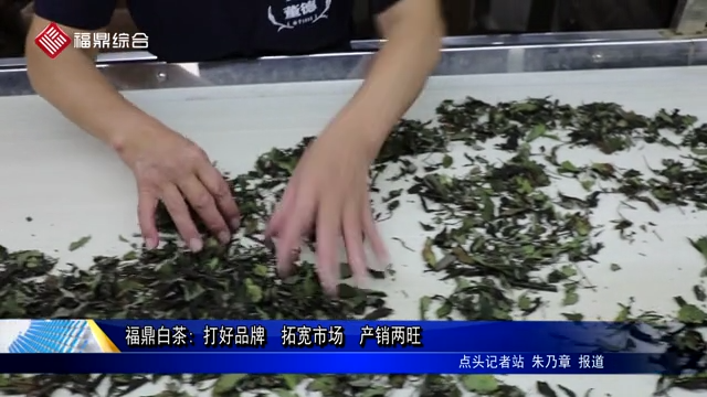 福鼎白茶: 打好品牌  拓宽市场  产销两旺