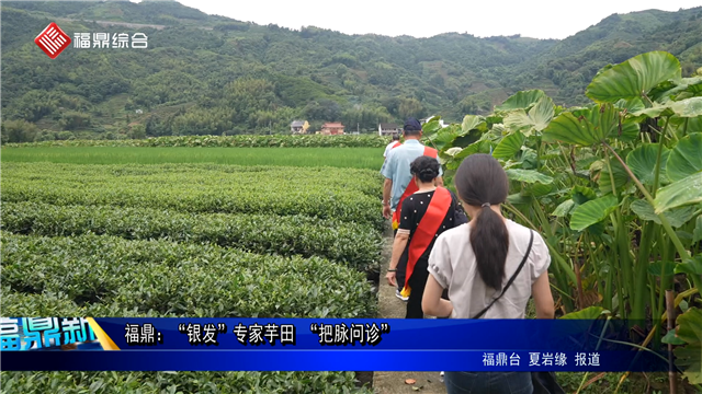 福鼎：“银发”专家芋田“把脉问诊”