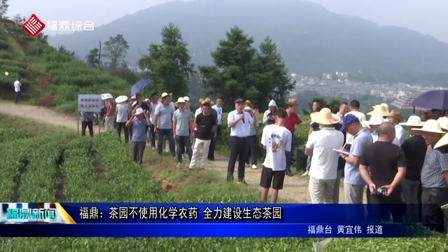 福鼎：茶园不使用化学农药 全力建设生态茶园