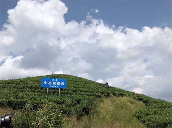 扎根青山茶园 筑梦振兴之路