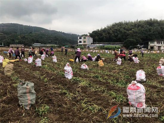 福鼎：争农时 抢时节 秋冬农业生产掀热潮