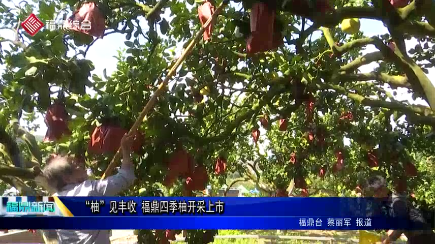 “柚”见丰收 福鼎四季柚开采上市
