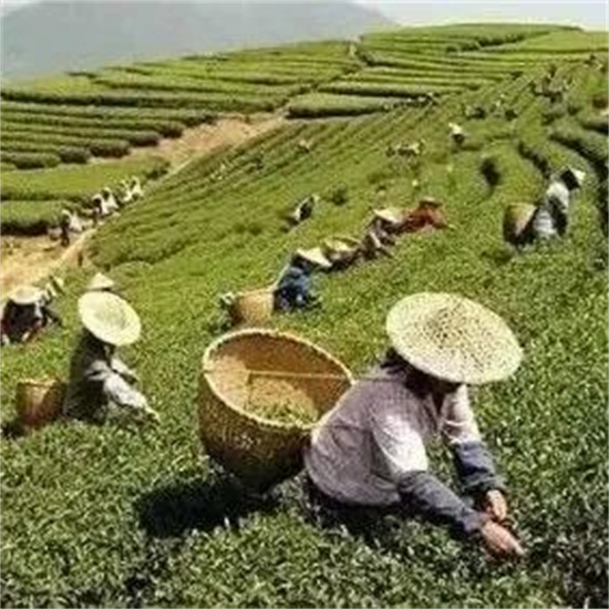 中国改革报|福建福鼎：以改革思维推动茶产业发展