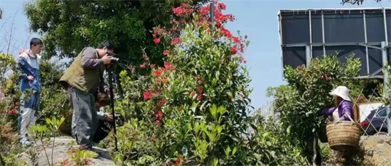 福鼎白茶C位出圈，亮相匈牙利国家电视台！