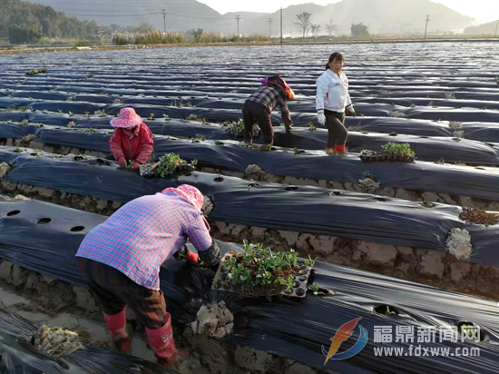 福鼎：掀起科学种植蚕豆热潮