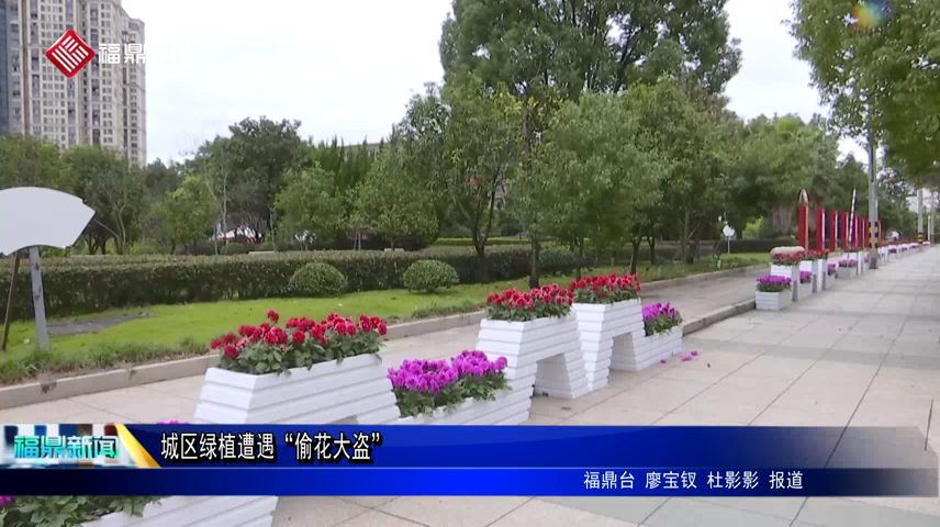 城区绿植遭遇“偷花大盗”